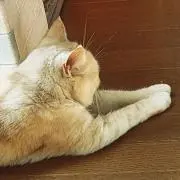 茶々丸の画像