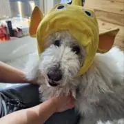 いそしんの画像