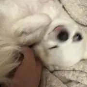 あほ