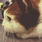 nacxxxxyの画像
