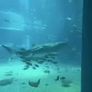 ころろの画像