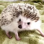 ハピハピ^_^ヘッジホッグの画像
