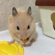 ひさ