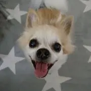 パンママの画像