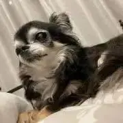 アルの画像
