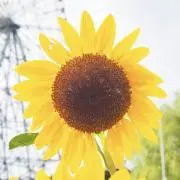 あーの画像