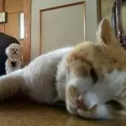 Yuki