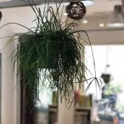 さななの画像