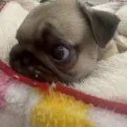 はな❁⃘*.゜の画像