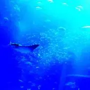 コウ
