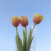 まるりの画像