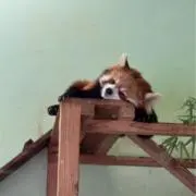 ますかっと