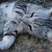 Yの画像