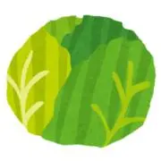 きゃべつの画像