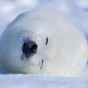 ハルディンの画像