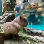としの画像