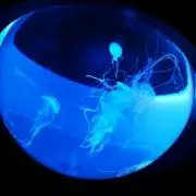 憂【プロフ必読】の画像