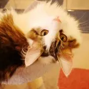 おまめ