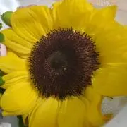 tericmiymiyoの画像