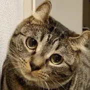 otoanの画像