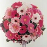 Simply Pinkの画像