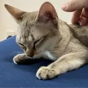 taka