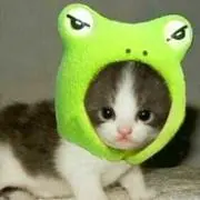 しまの画像