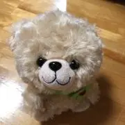 くまきちの画像
