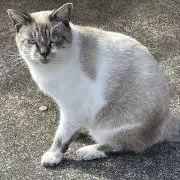 てくてく