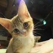 ぽぽの画像