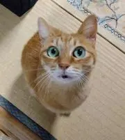 kazu (=^ェ^=)♡プロフ必読で✿の画像