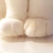 まめ