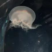 よしだの画像