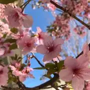めるめるの画像