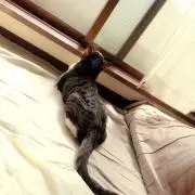 まいまいの画像