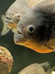 ぼりむの画像