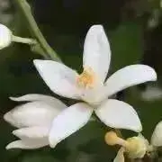 svenskyの画像