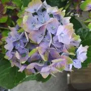 紫陽花の画像