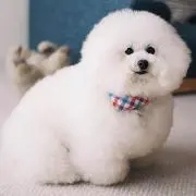 わたあめの画像