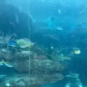 りならんの画像