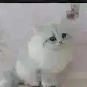 ペルシャ猫♡