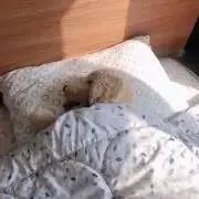 Sumの画像
