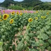 SUNNYの画像