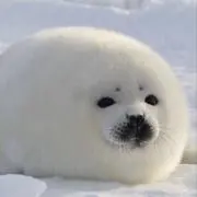 ぷーぽんぽこぴーの画像