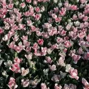 わたあめの画像