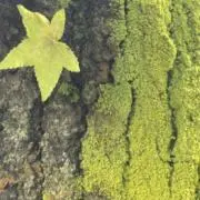 未来の画像