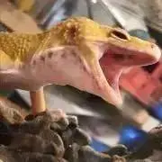ゆう（御依頼休止中）の画像