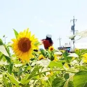shihoの画像