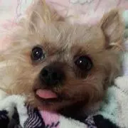 petie