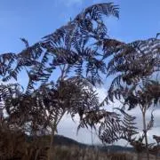 fuzの画像
